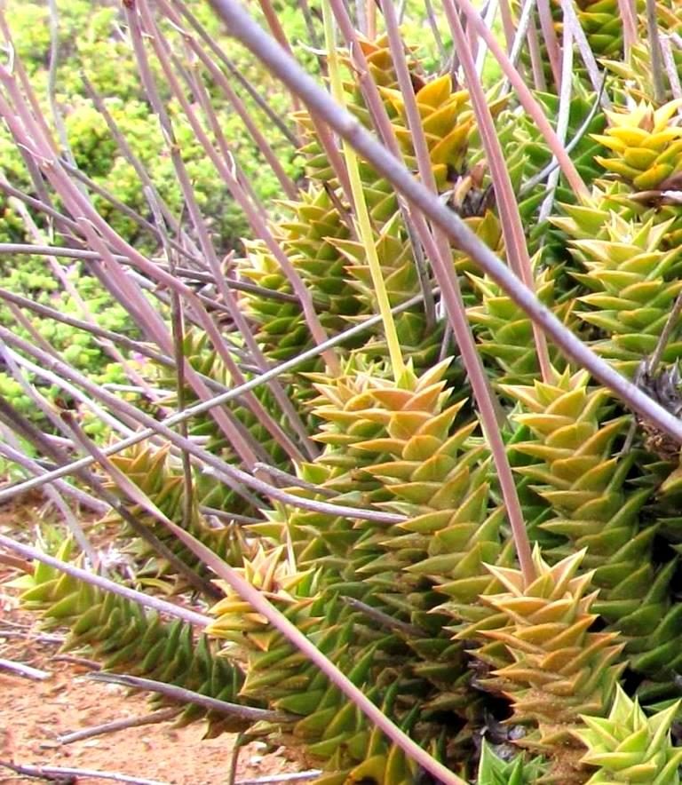 Astroloba foliolosa, reference photograph for the succulent-care learning path