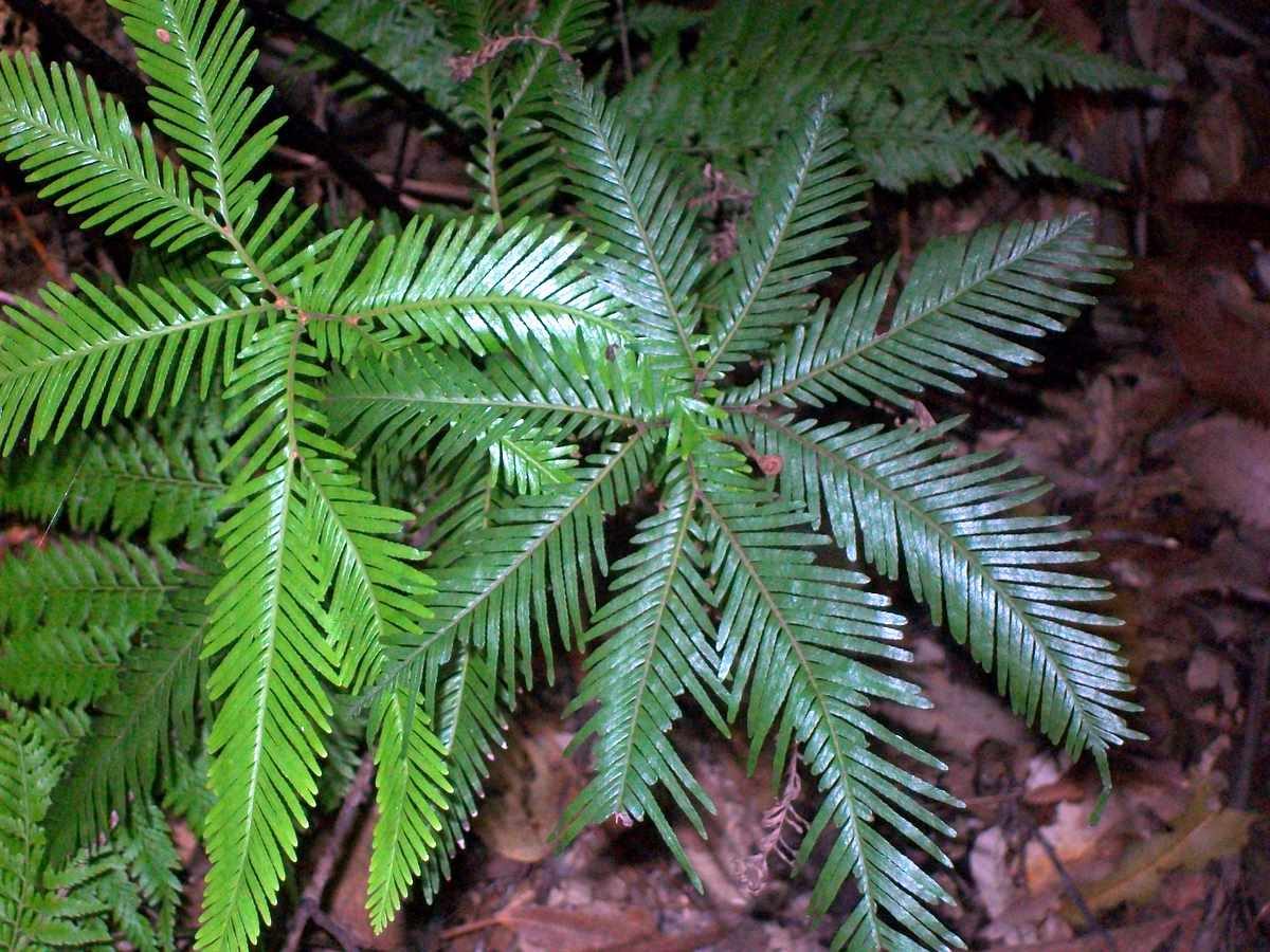 Shield fern fronds, botanical reference photograph